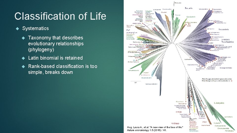 Classification of Life Systematics Taxonomy that describes evolutionary relationships (phylogeny) Latin binomial is retained