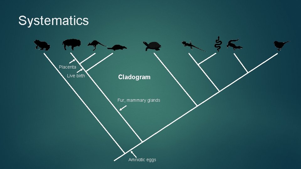 Systematics Placenta Live birth Cladogram Fur, mammary glands Amniotic eggs 