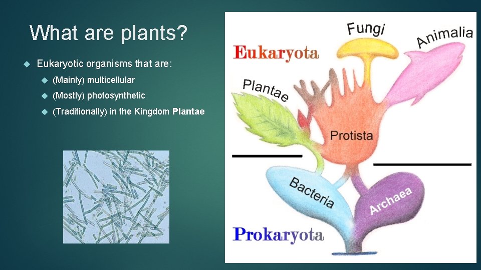 What are plants? Eukaryotic organisms that are: (Mainly) multicellular (Mostly) photosynthetic (Traditionally) in the