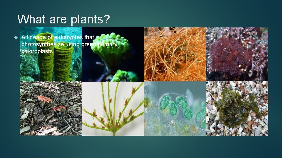 What are plants? A lineage of eukaryotes that photosynthesize using green primary chloroplasts 