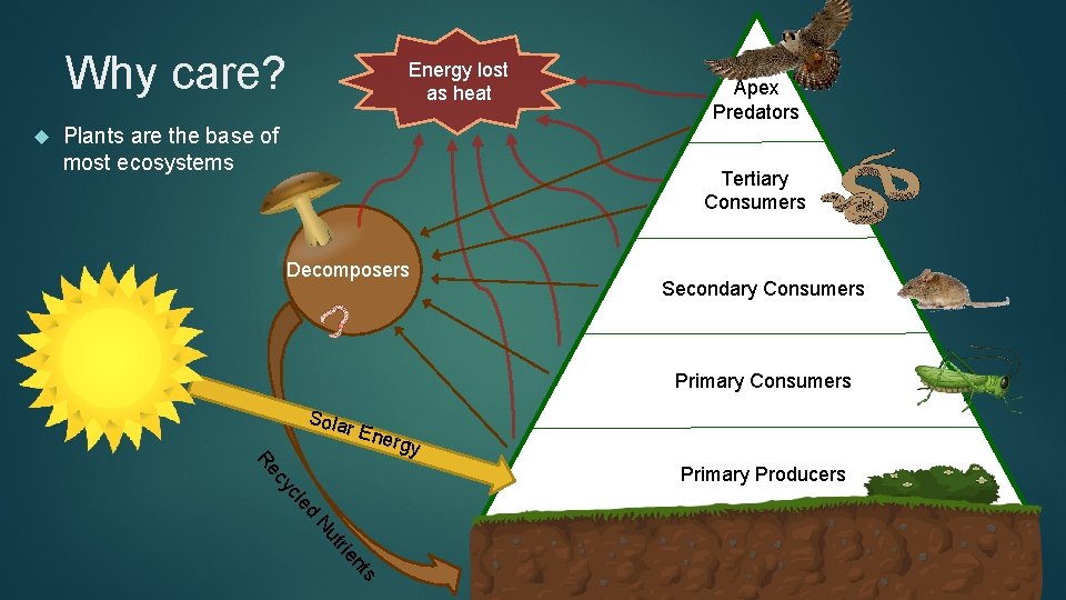 Why care? Energy lost as heat Plants are the base of most ecosystems Apex