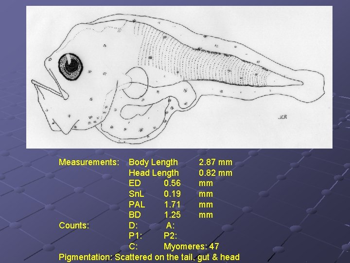 Measurements: Body Length 2. 87 mm Head Length 0. 82 mm ED 0. 56