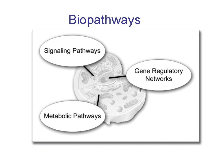 Biopathways 