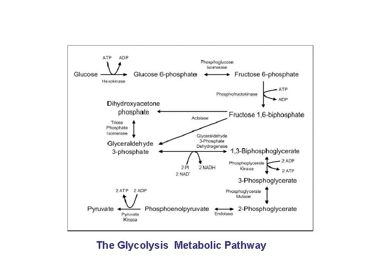 The Glycolysis Metabolic Pathway 