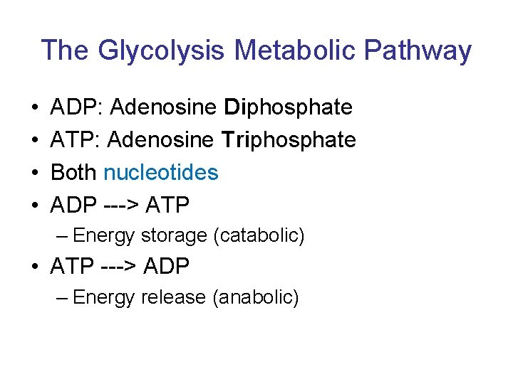 The Glycolysis Metabolic Pathway • • ADP: Adenosine Diphosphate ATP: Adenosine Triphosphate Both nucleotides
