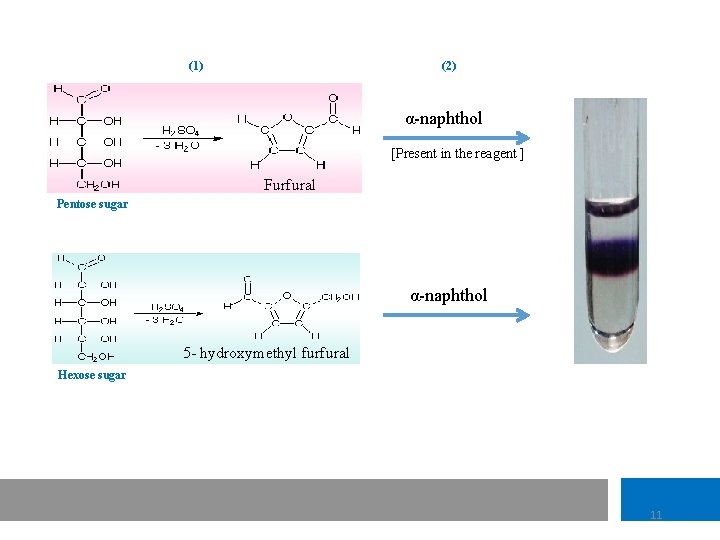 (1) (2) α-naphthol [Present in the reagent ] Furfural Pentose sugar α-naphthol 5 -