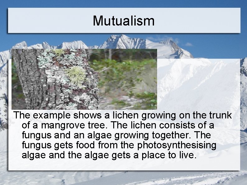 Mutualism The example shows a lichen growing on the trunk of a mangrove tree.