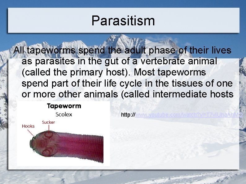 Parasitism All tapeworms spend the adult phase of their lives as parasites in the