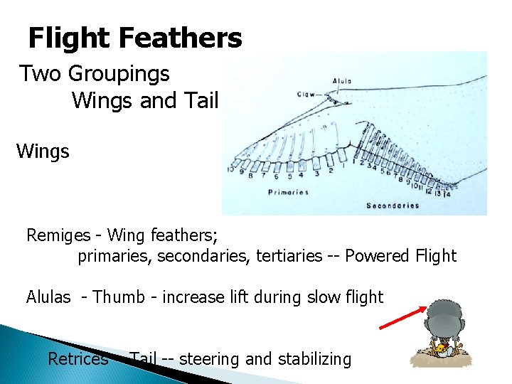 Flight Feathers Two Groupings Wings and Tail Wings Remiges - Wing feathers; primaries, secondaries,