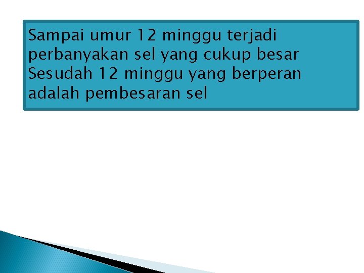 Sampai umur 12 minggu terjadi perbanyakan sel yang cukup besar Sesudah 12 minggu yang Sampai umur 12 minggu terjadi perbanyakan sel yang cukup besar Sesudah 12 minggu yang