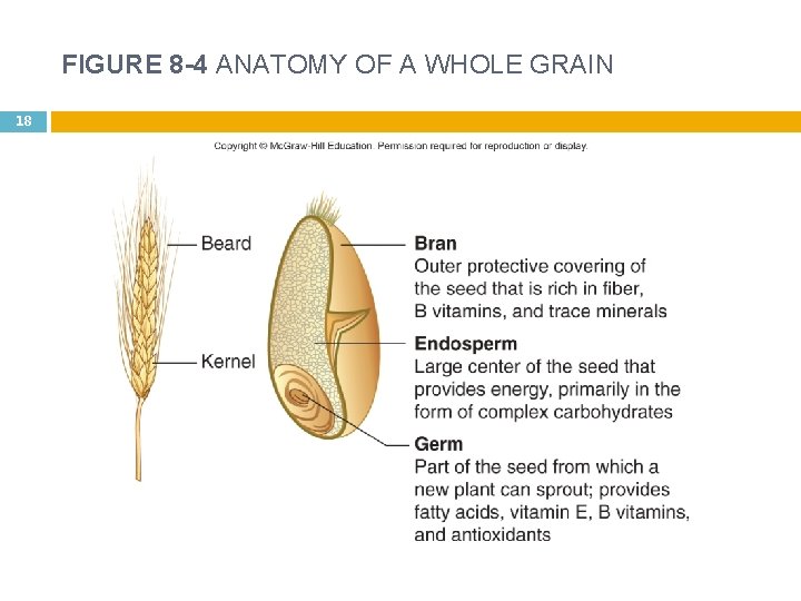 FIGURE 8 -4 ANATOMY OF A WHOLE GRAIN 18 