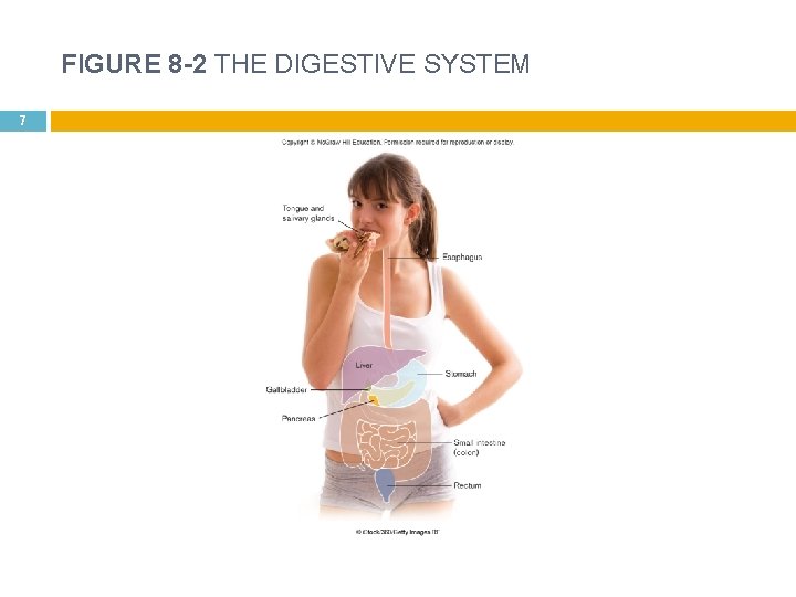 FIGURE 8 -2 THE DIGESTIVE SYSTEM 7 