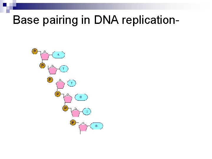 Base pairing in DNA replication- 