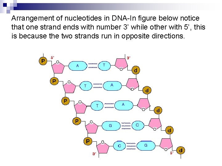 Arrangement of nucleotides in DNA-In figure below notice that one strand ends with number