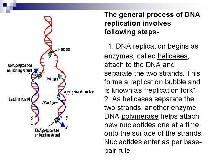 The general process of DNA replication involves following steps 1. DNA replication begins as