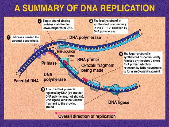n The new strands of DNA form on each of the old DNA strands.