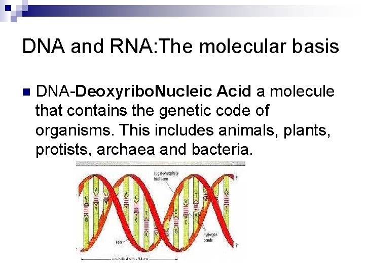 DNA and RNA: The molecular basis n DNA-Deoxyribo. Nucleic Acid a molecule that contains