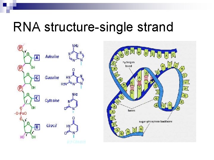 RNA structure-single strand 