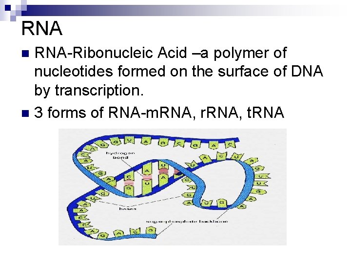 RNA RNA-Ribonucleic Acid –a polymer of nucleotides formed on the surface of DNA by