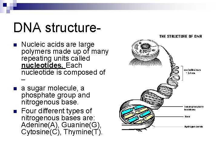 DNA structuren n n Nucleic acids are large polymers made up of many repeating