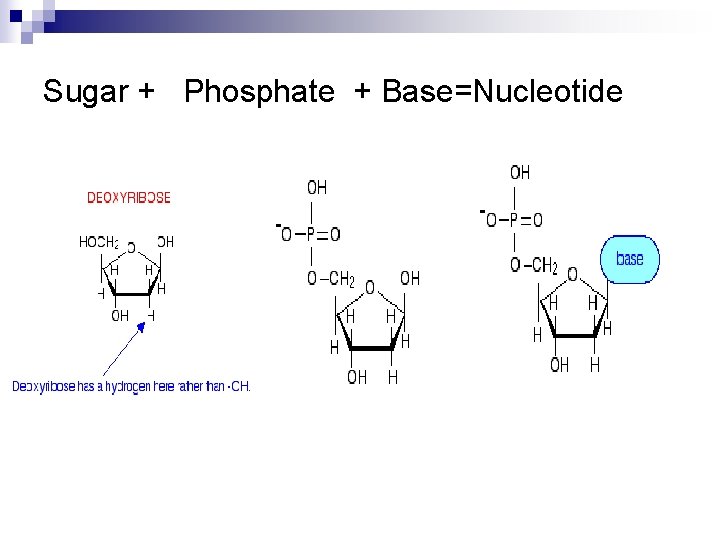 Sugar + Phosphate + Base=Nucleotide 