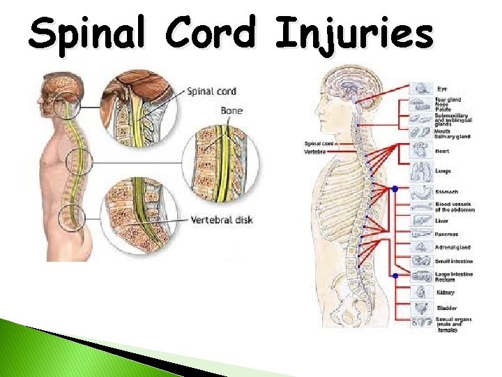 Spinal Cord Injuries 