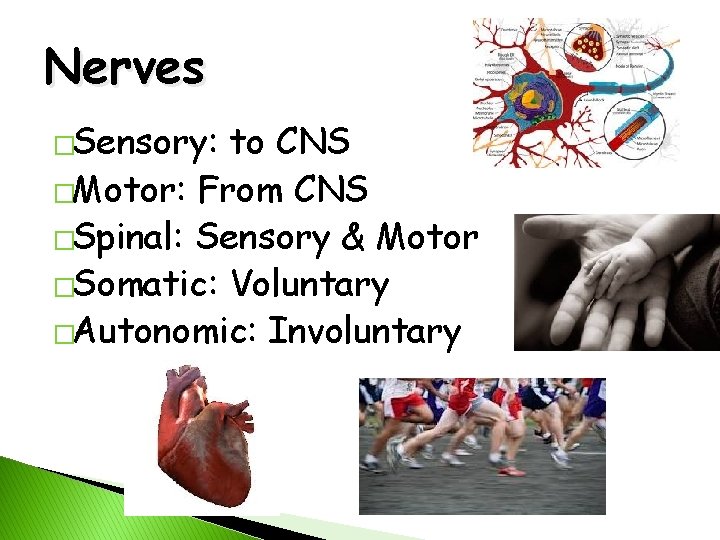 Nerves �Sensory: to CNS �Motor: From CNS �Spinal: Sensory & Motor �Somatic: Voluntary �Autonomic: