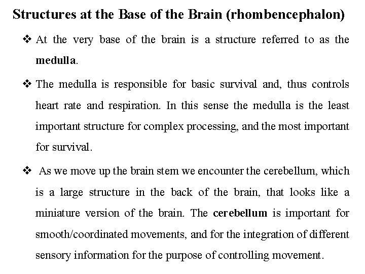 Structures at the Base of the Brain (rhombencephalon) v At the very base of