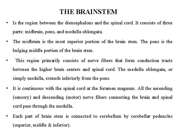 THE BRAINSTEM • Is the region between the diencephalons and the spinal cord. It