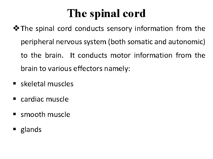 The spinal cord v The spinal cord conducts sensory information from the peripheral nervous