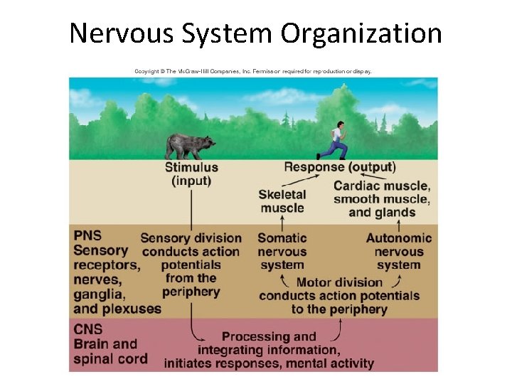 Nervous System Organization 