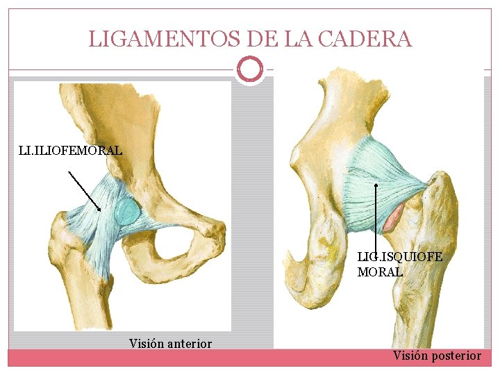 LIGAMENTOS DE LA CADERA LI. ILIOFEMORAL LIG. ISQUIOFE MORAL Visión anterior Visión posterior 