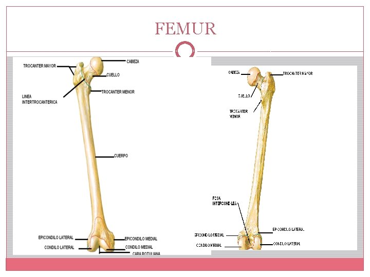 FEMUR 