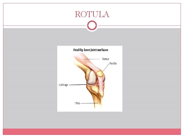 ROTULA 