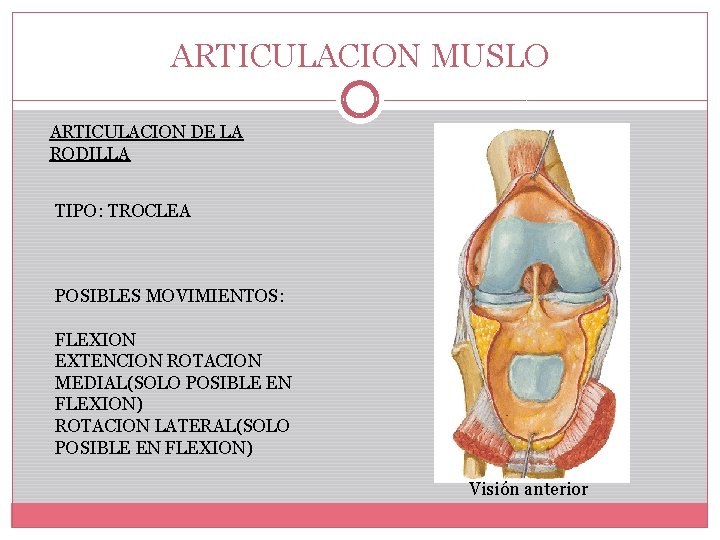 ARTICULACION MUSLO ARTICULACION DE LA RODILLA TIPO: TROCLEA POSIBLES MOVIMIENTOS: FLEXION EXTENCION ROTACION MEDIAL(SOLO