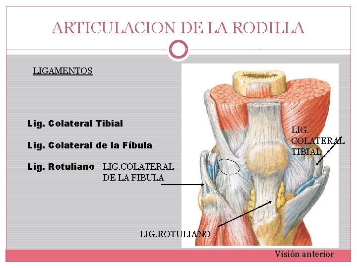 ARTICULACION DE LA RODILLA LIGAMENTOS Lig. Colateral Tibial Lig. Colateral de la Fíbula LIG.
