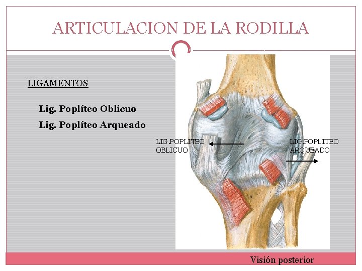 ARTICULACION DE LA RODILLA LIGAMENTOS Lig. Poplíteo Oblicuo Lig. Poplíteo Arqueado LIG. POPLITEO OBLICUO