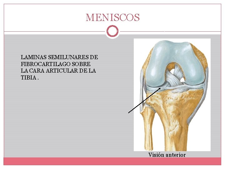 MENISCOS LAMINAS SEMILUNARES DE FIBROCARTILAGO SOBRE LA CARA ARTICULAR DE LA TIBIA. Visión anterior