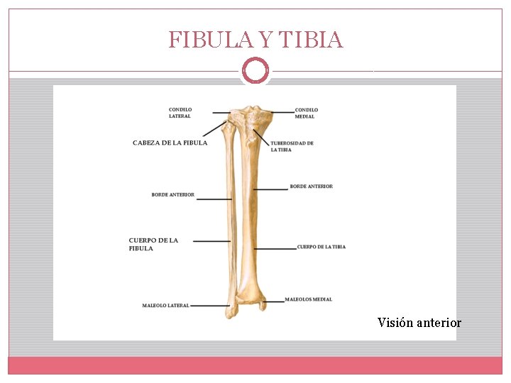 FIBULA Y TIBIA Visión anterior 