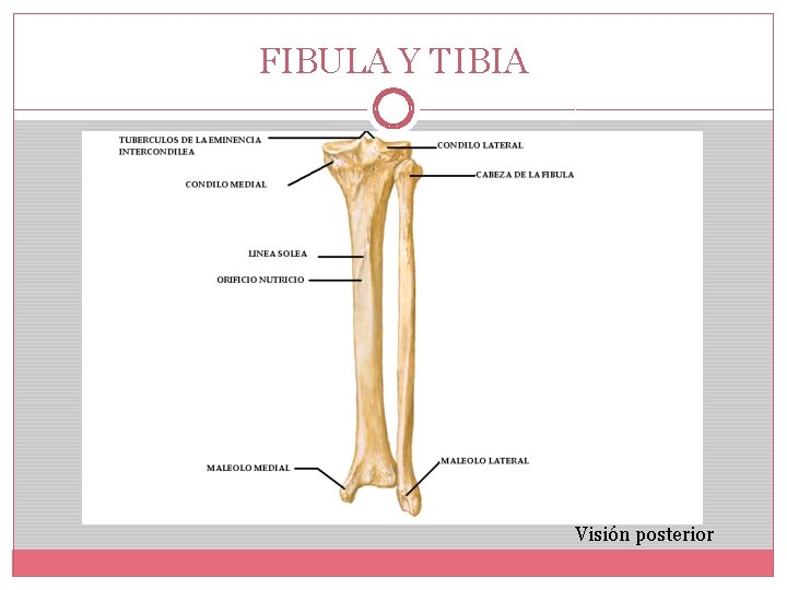 FIBULA Y TIBIA Visión posterior 