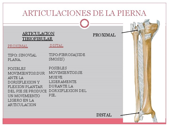 ARTICULACIONES DE LA PIERNA ARTICULACION TIBIOFIBULAR PROXIMAL DISTAL TIPO: SINOVIAL PLANA. TIPO: FIBROSA(SIDE SMOSIS)