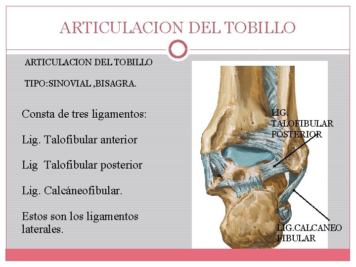 ARTICULACION DEL TOBILLO TIPO: SINOVIAL , BISAGRA. Consta de tres ligamentos: Lig. Talofibular anterior