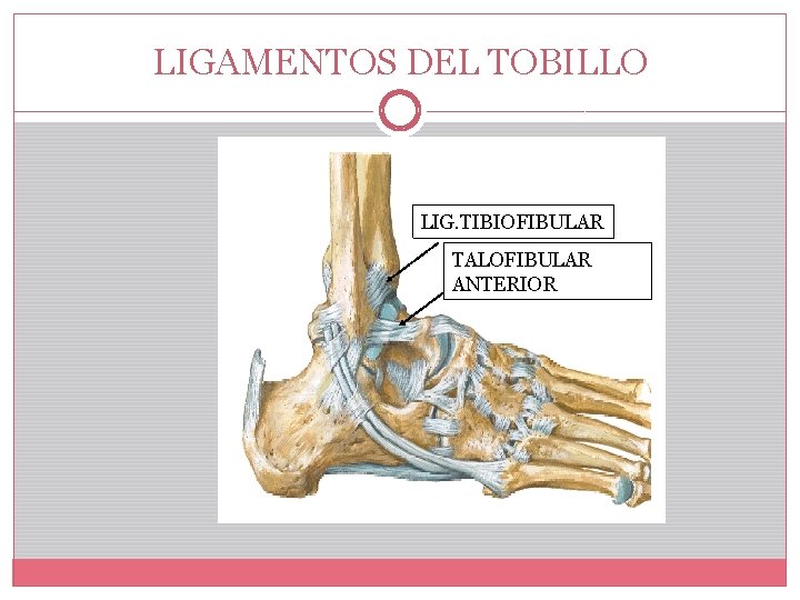 LIGAMENTOS DEL TOBILLO LIG. TIBIOFIBULAR TALOFIBULAR ANTERIOR 