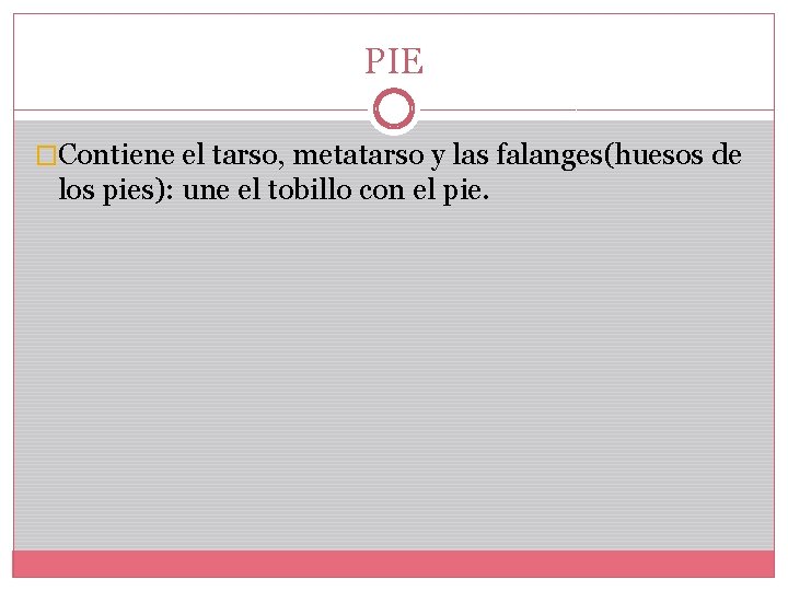 PIE �Contiene el tarso, metatarso y las falanges(huesos de los pies): une el tobillo