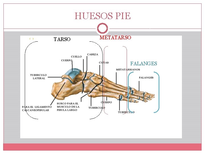 HUESOS PIE TARSO METATARSO FALANGES 