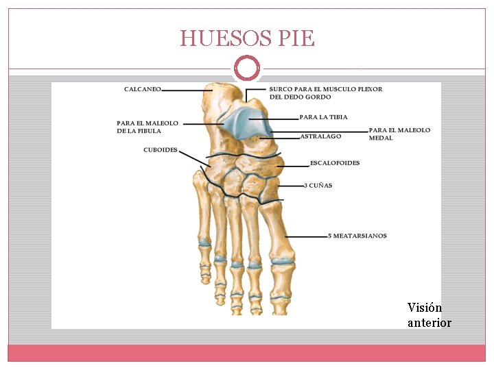 HUESOS PIE Visión anterior 