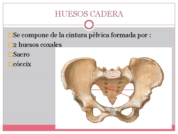 HUESOS CADERA �Se compone de la cintura pélvica formada por : � 2 huesos