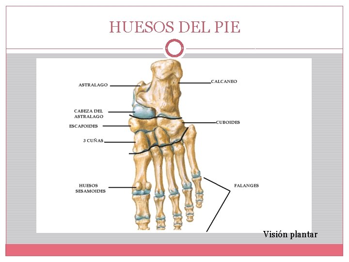 HUESOS DEL PIE Visión plantar 