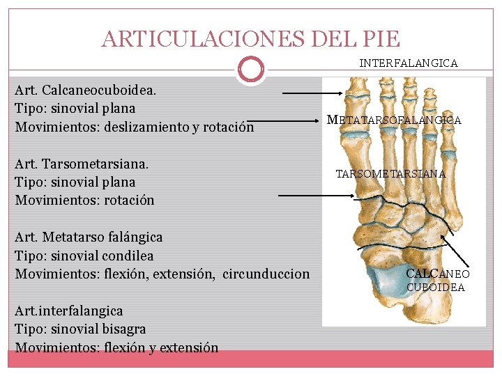 ARTICULACIONES DEL PIE INTERFALANGICA Art. Calcaneocuboidea. Tipo: sinovial plana Movimientos: deslizamiento y rotación Art.