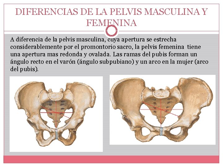 DIFERENCIAS DE LA PELVIS MASCULINA Y FEMENINA A diferencia de la pelvis masculina, cuya